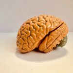 Model of a brain