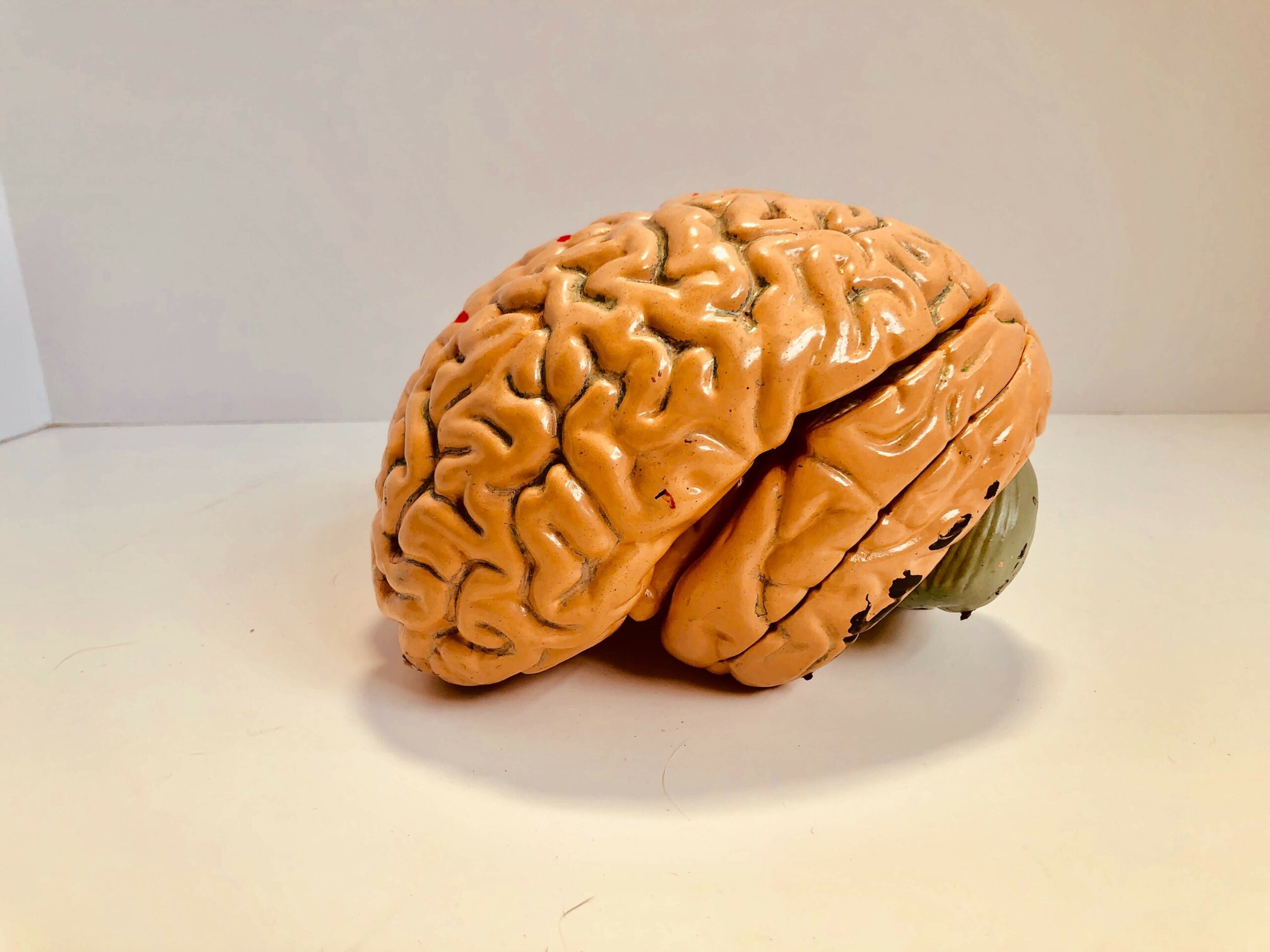Model of a brain